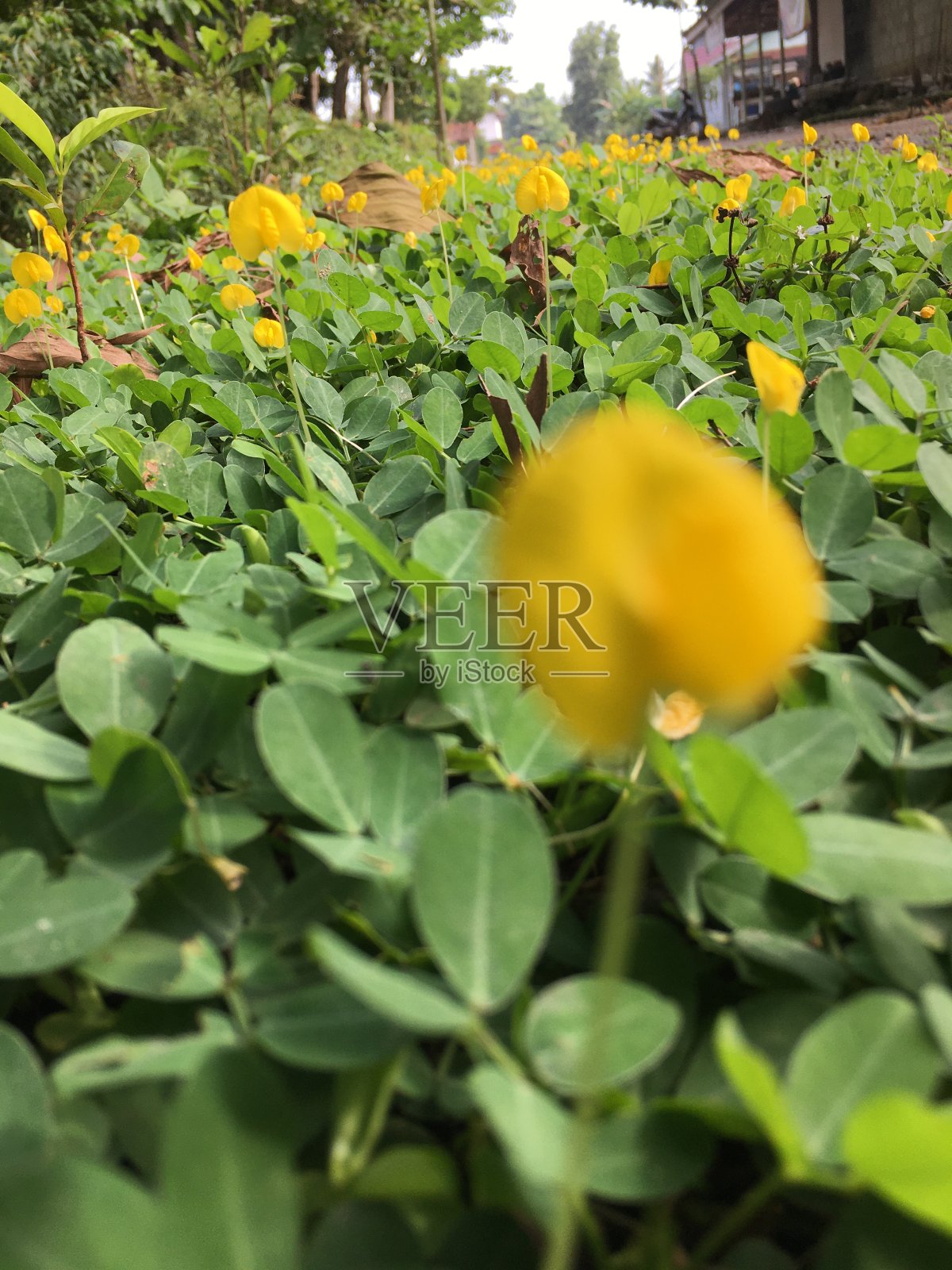 黄色的花照片摄影图片