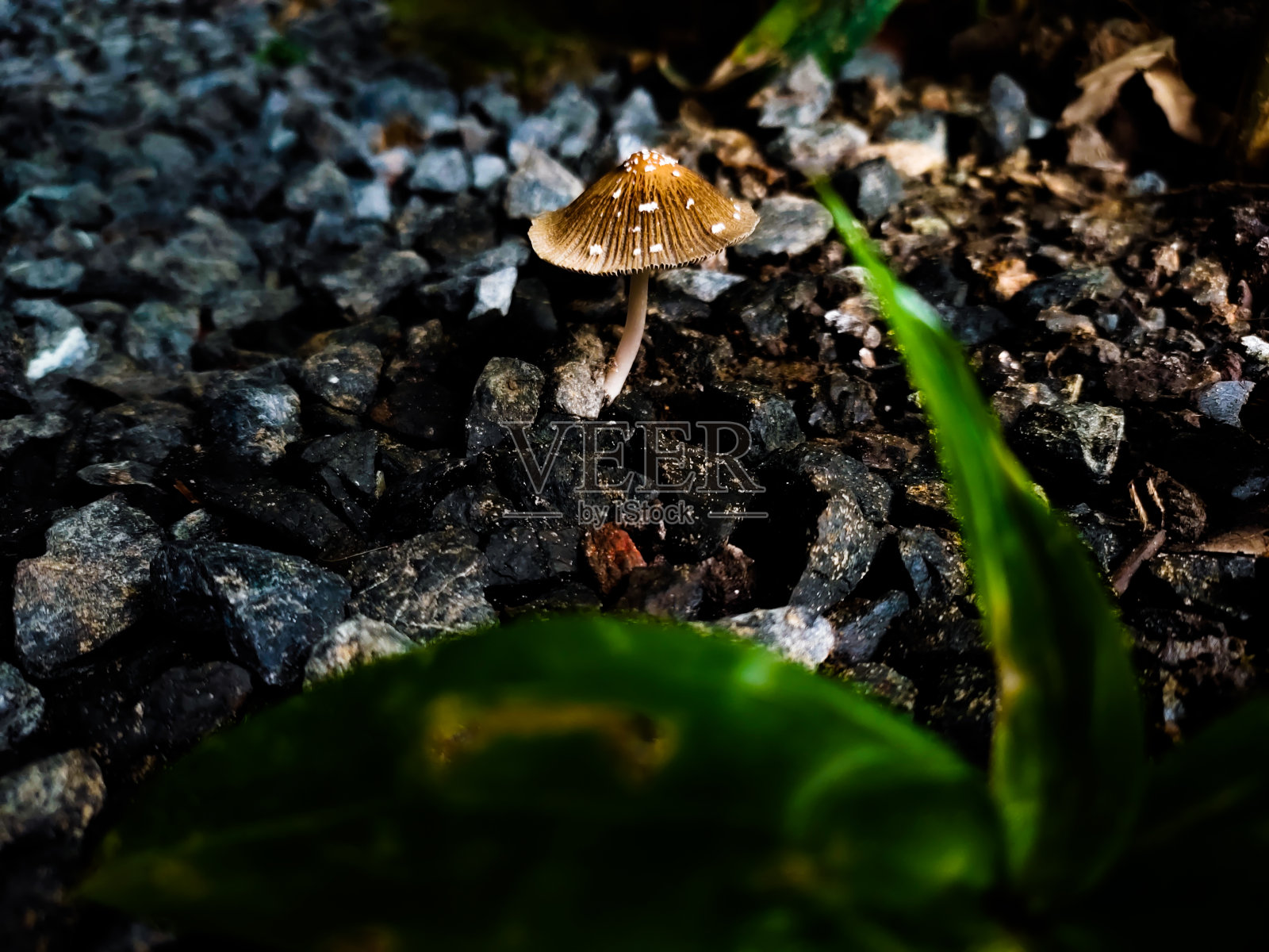 金色阳光照耀下的蘑菇照片摄影图片