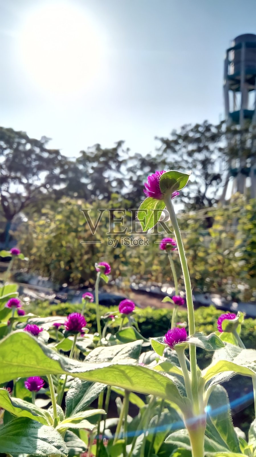 紫色的花照片摄影图片