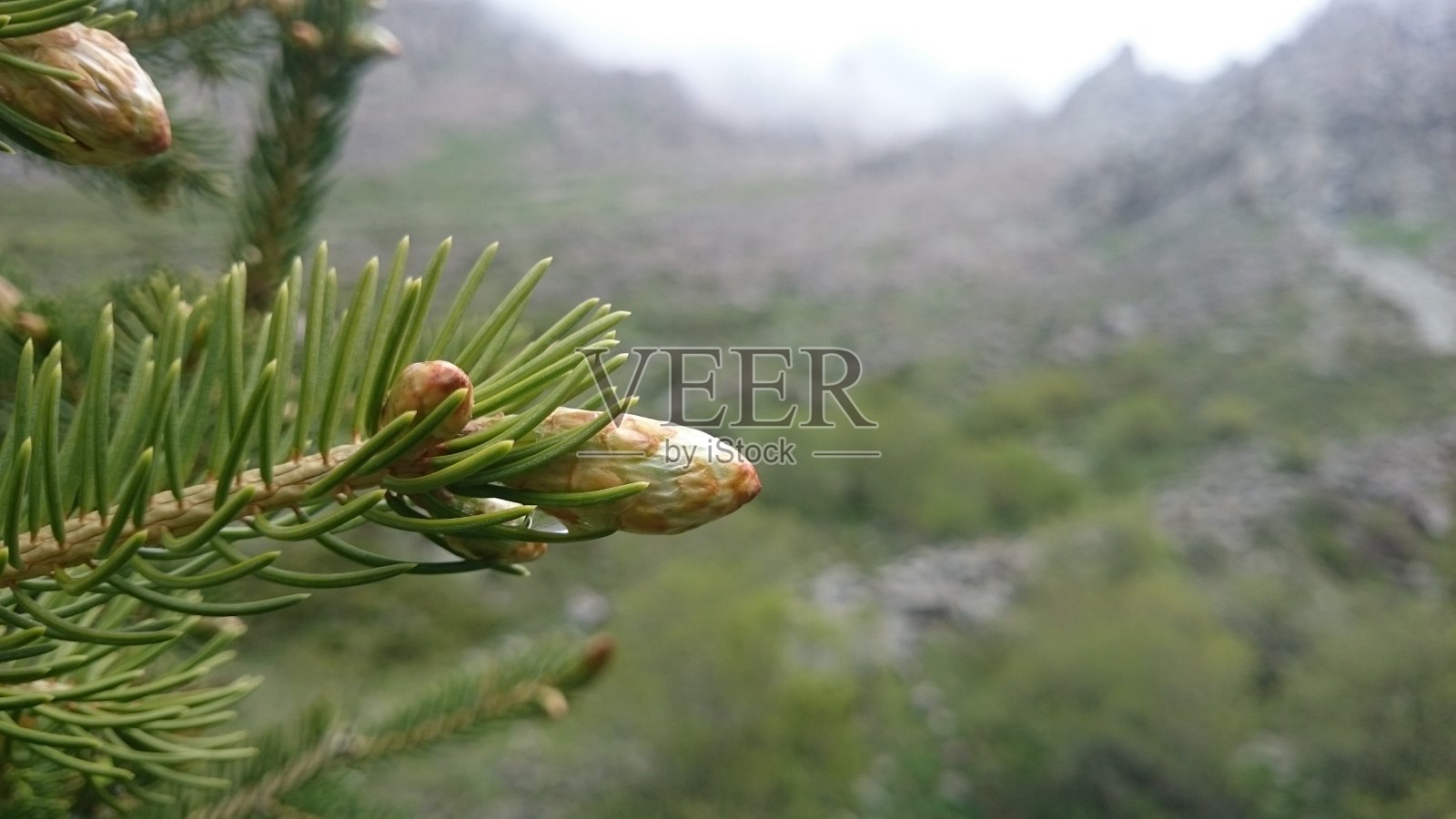 圆锥体诞生的微距摄影照片摄影图片