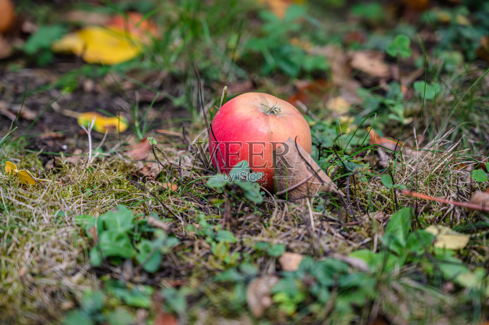 一个低角度拍摄的苹果掉在地上照片摄影图片