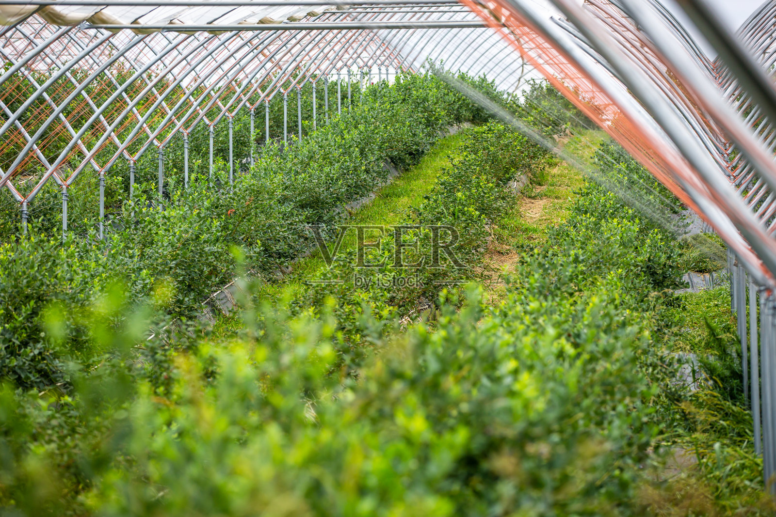 近距离观看温室，蓝莓农场有很多新鲜的蓝莓，食物概念照片摄影图片