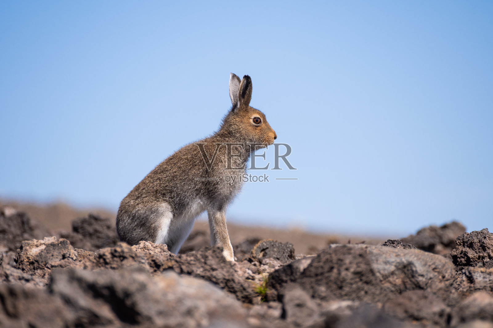 躲在大石头中的小山兔照片摄影图片