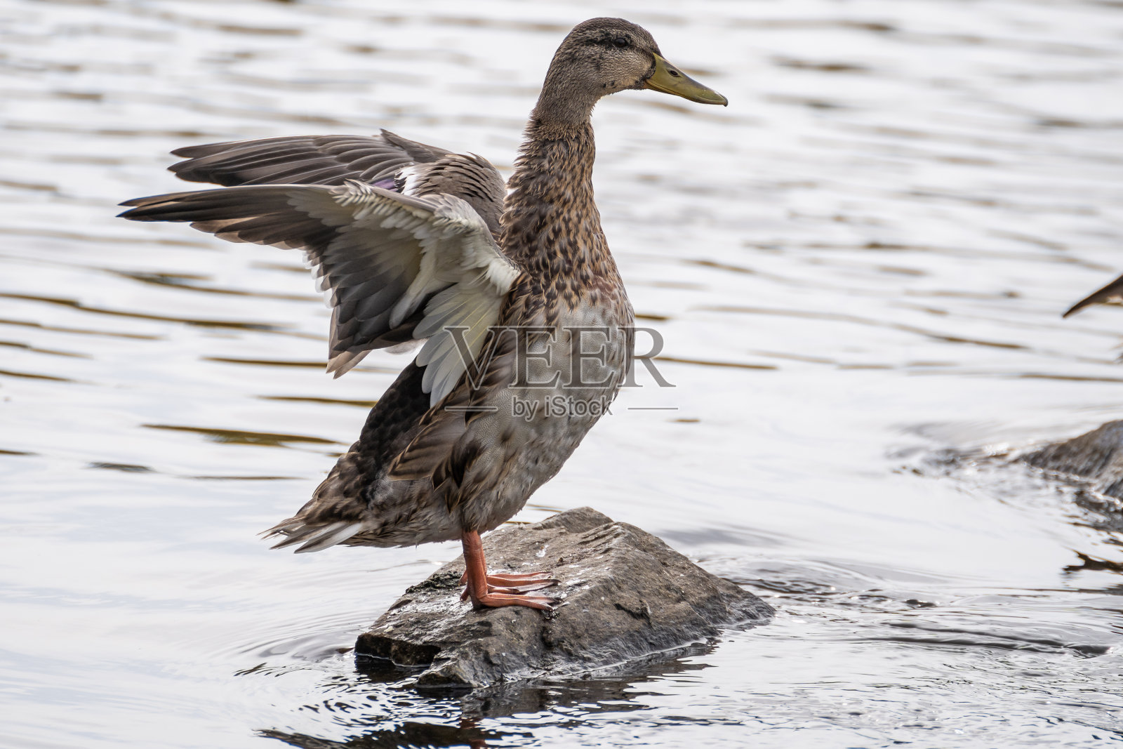 湖面上的鸭子坐在一块石头上照片摄影图片