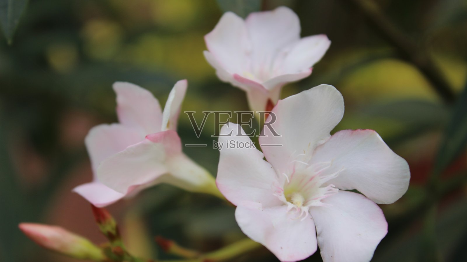 白色的花照片摄影图片