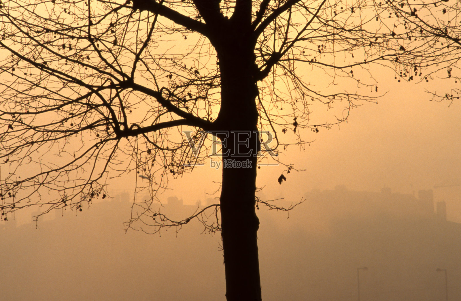 树在冬天在城市在薄雾在日出照片摄影图片