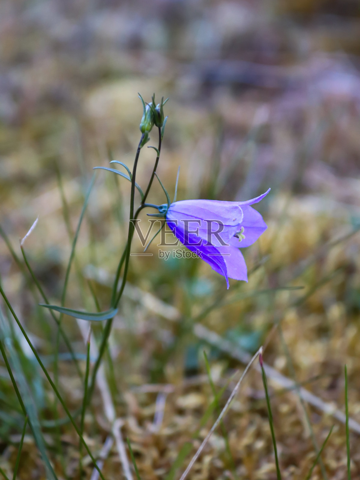 野风信子照片摄影图片