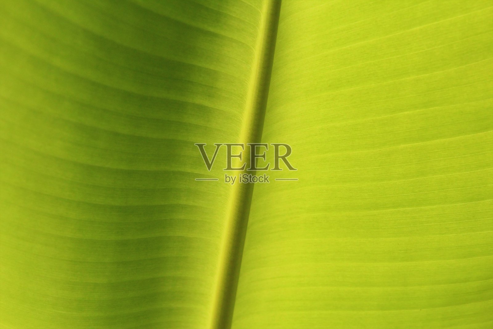 香蕉叶纹理背景照片摄影图片