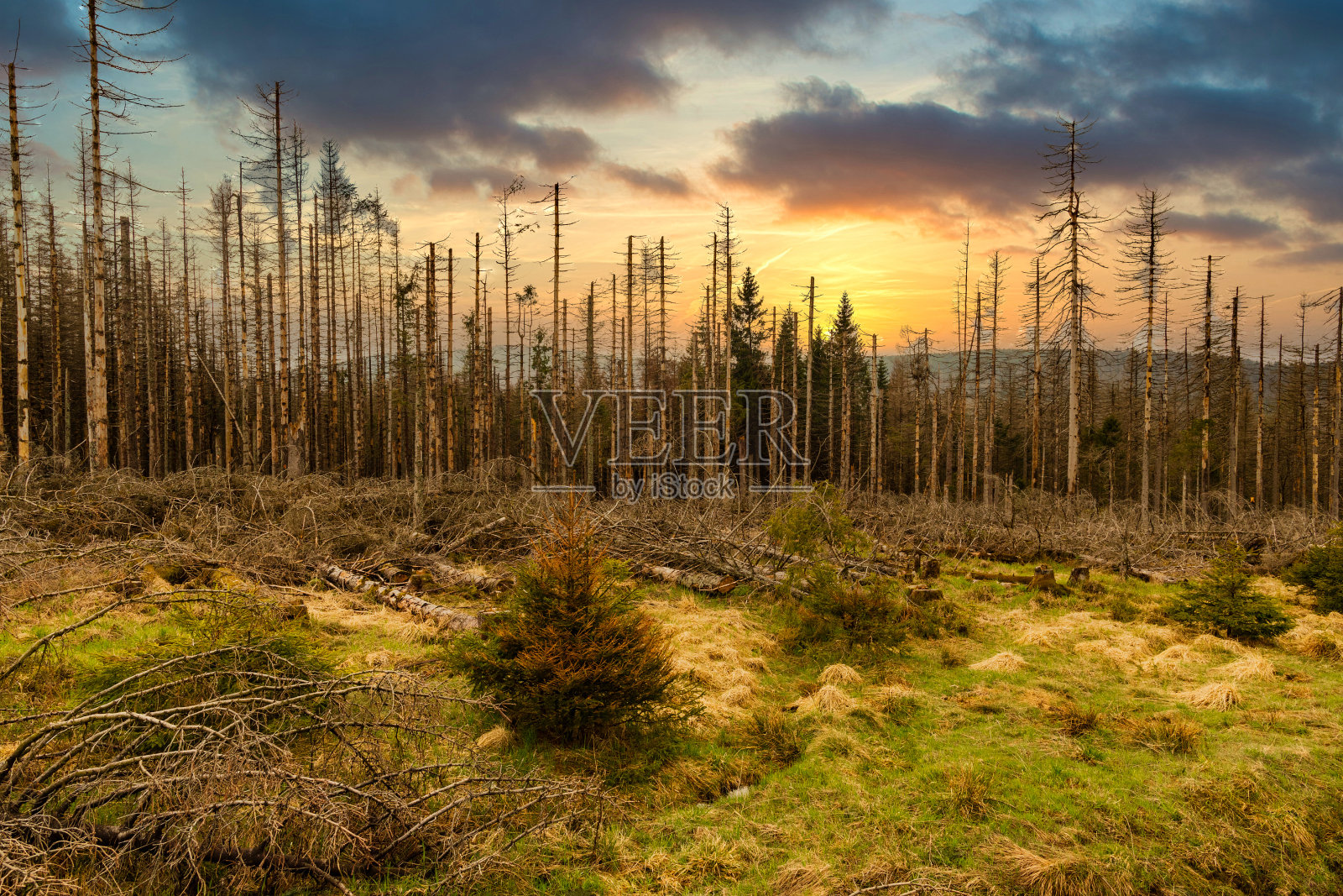在早春的一个阳光明媚的日子和多云的天空下，一棵干燥和被砍伐的针叶林中的树木。照片摄影图片