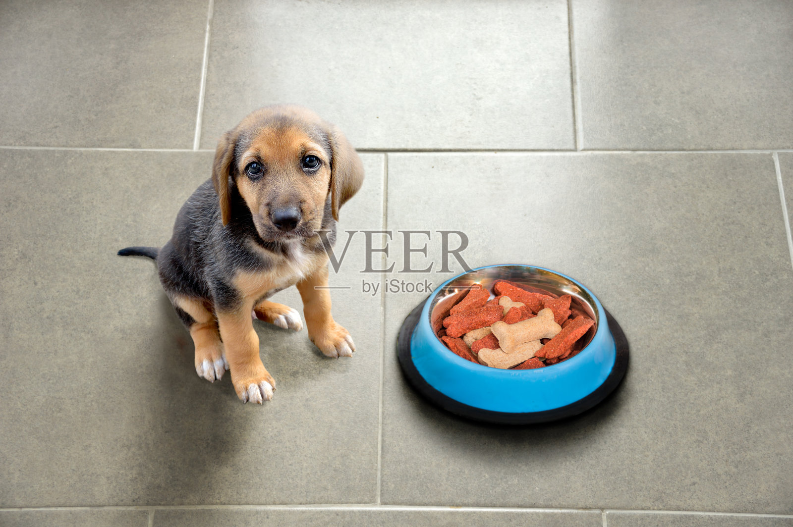 小狗吃饭的时间到了照片摄影图片