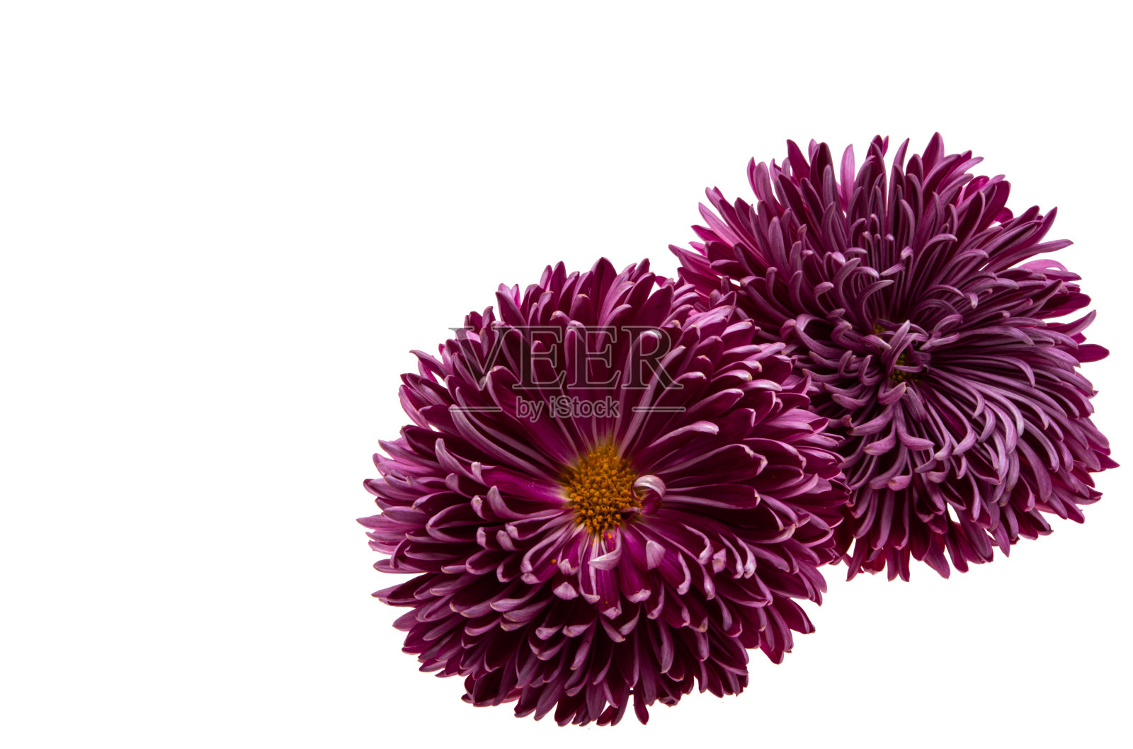 菊花孤立照片摄影图片