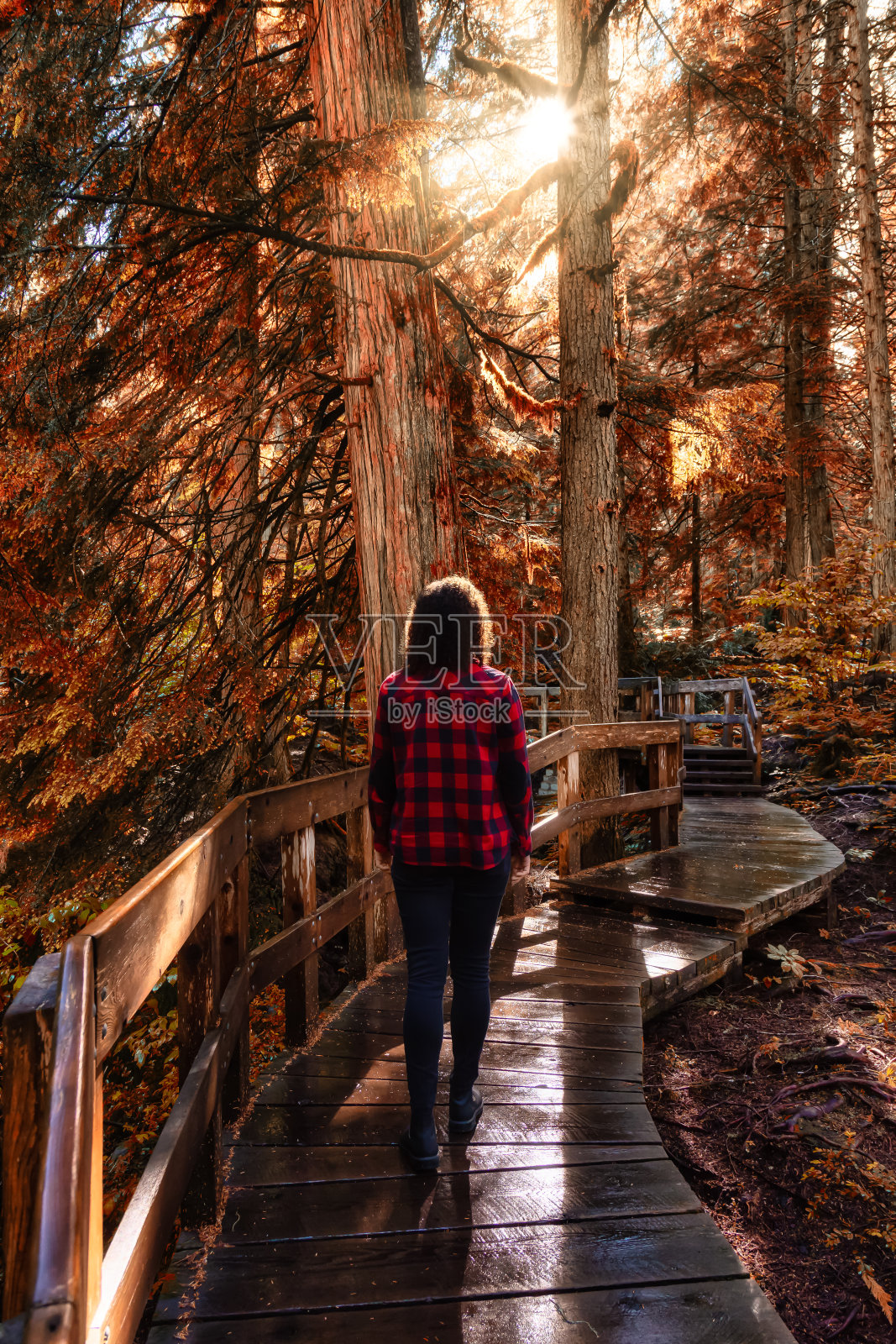 雨林中的木制小路，阳光下的秋色艺术渲染照片摄影图片