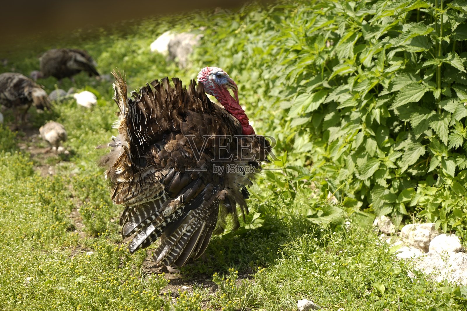 在乡下的院子里养火鸡照片摄影图片
