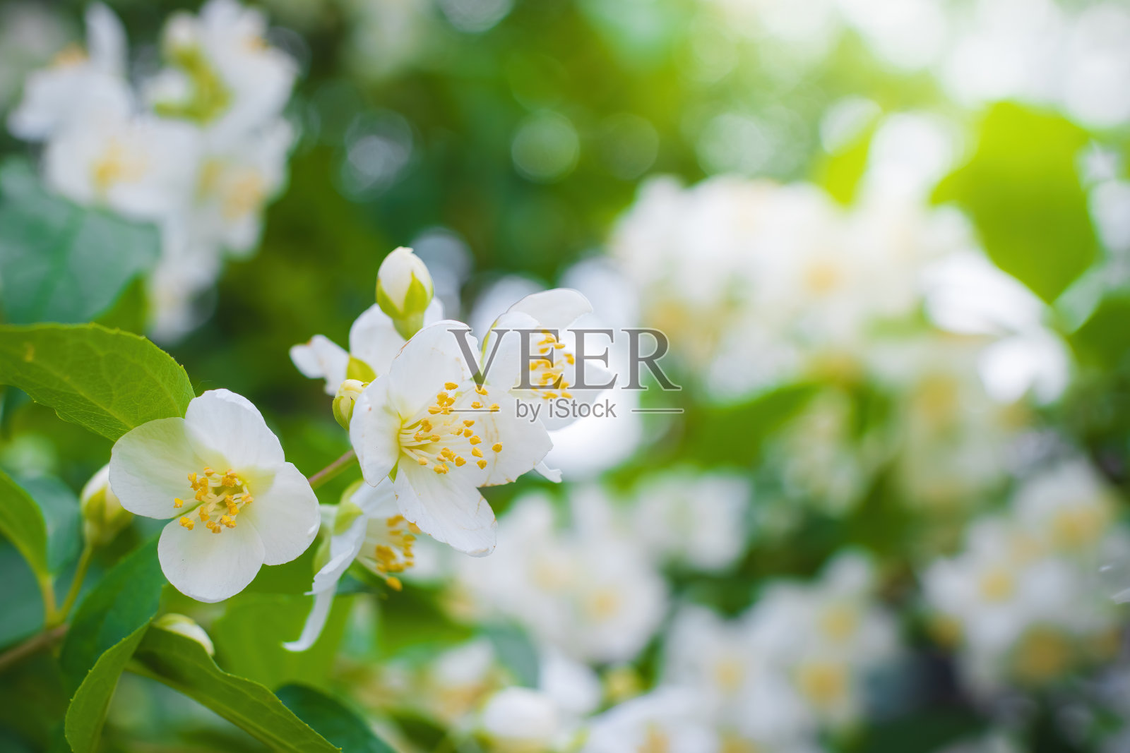 春天的小枝上开着白色的茉莉花照片摄影图片