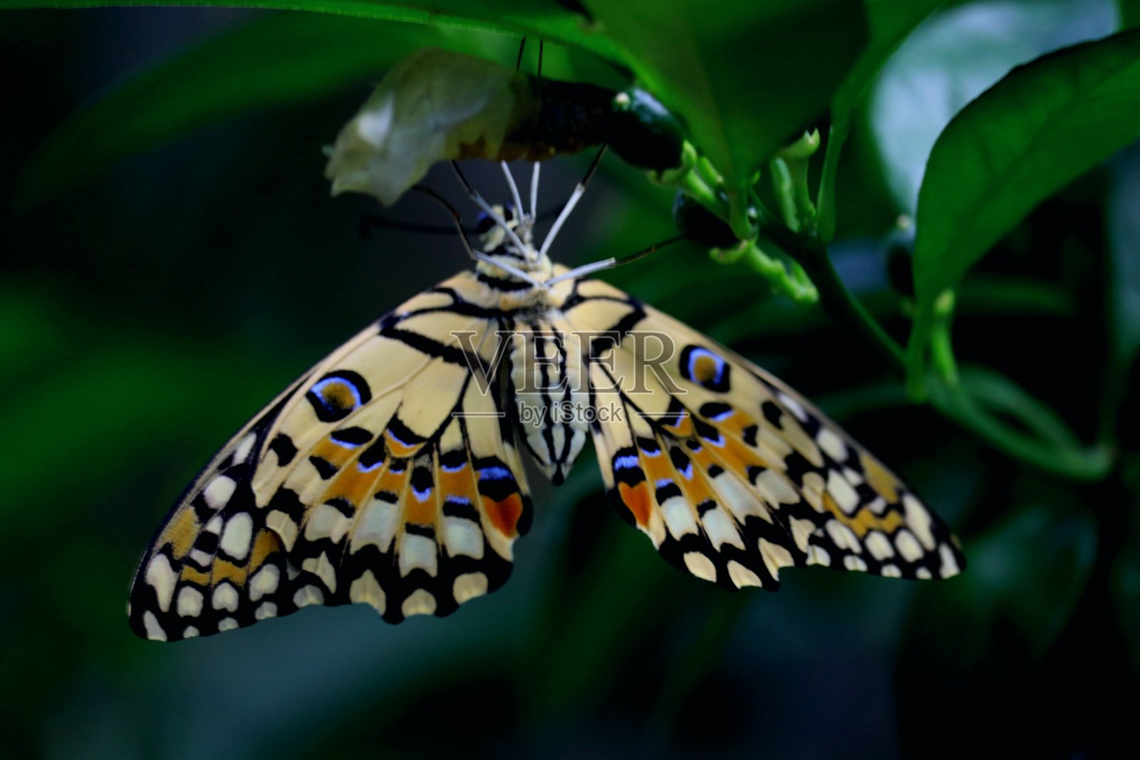 蝴蝶照片摄影图片