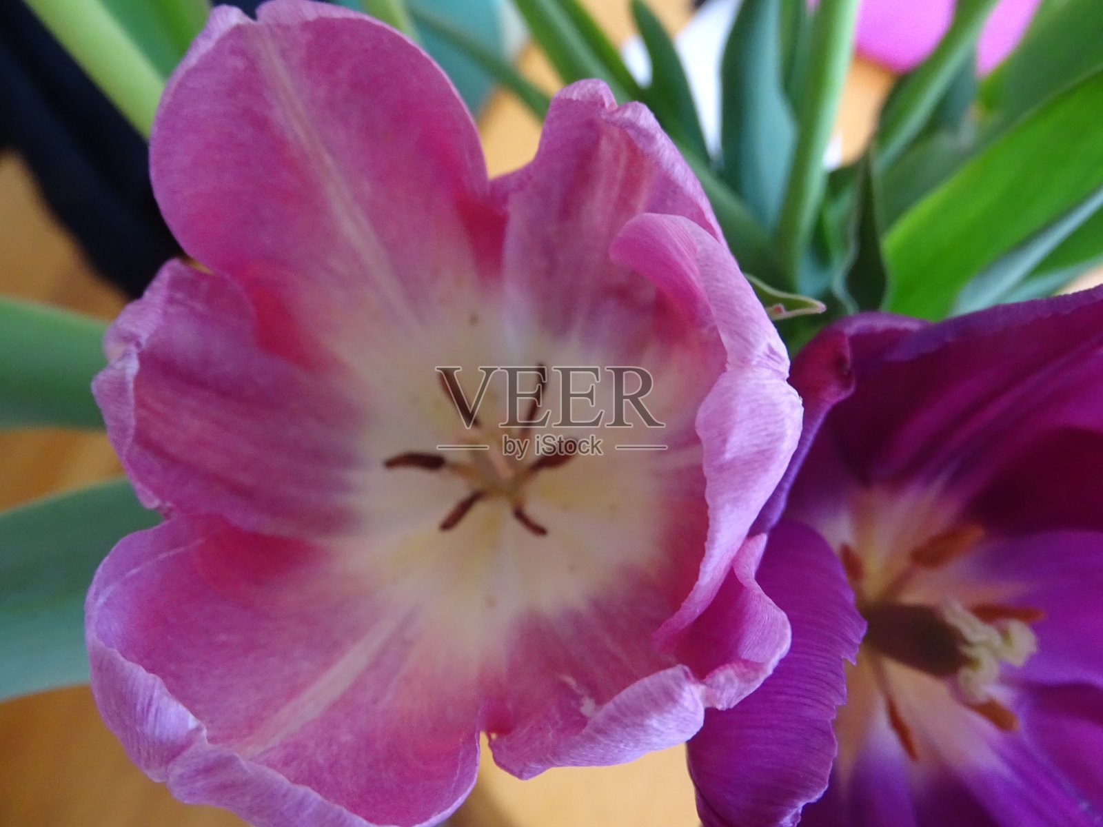 春天的花朵照片摄影图片