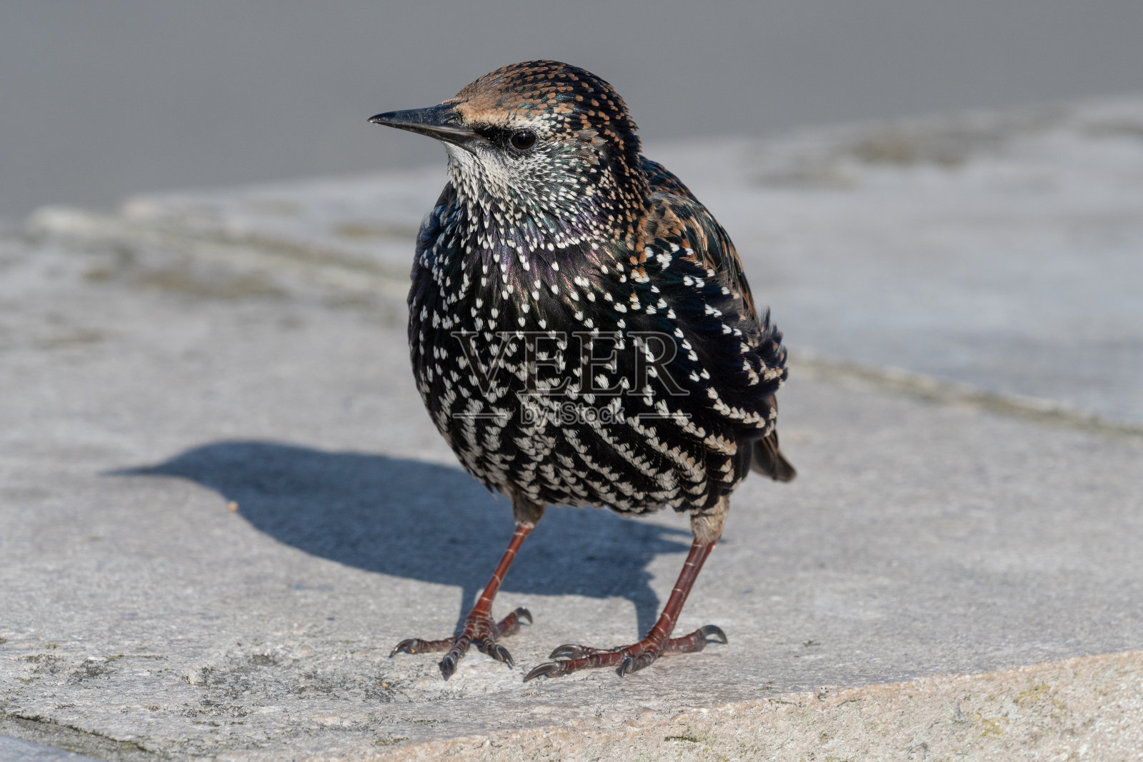 八哥照片摄影图片