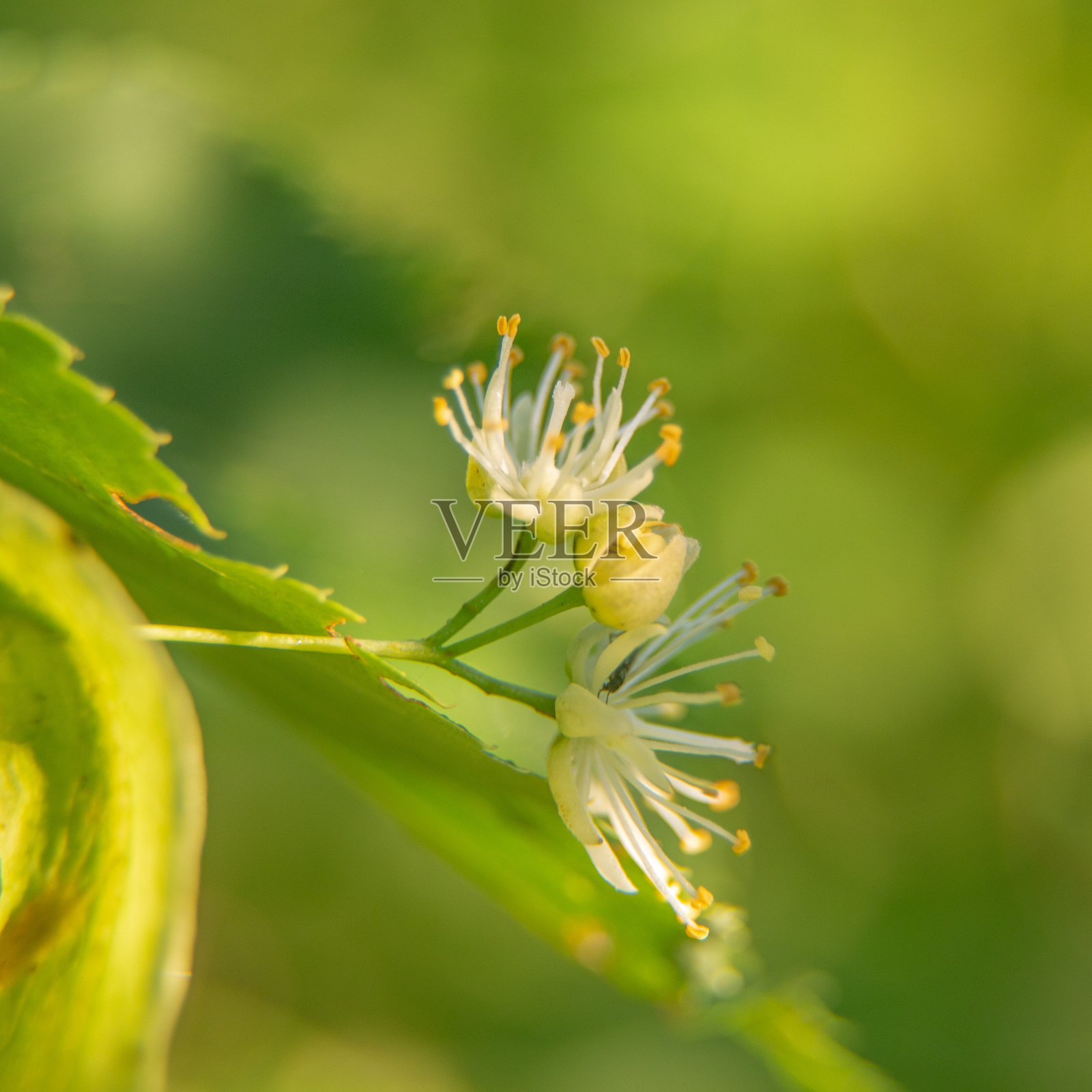美丽的菩提树在夏天开花。药用，草药，素食，有机茶。照片摄影图片