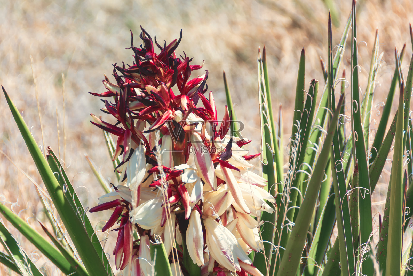 这是一株带有红色和白色花蕾的芦荟植物的花茎特写，摄于美国科罗拉多州曼科斯的梅萨维德沙漠。照片摄影图片