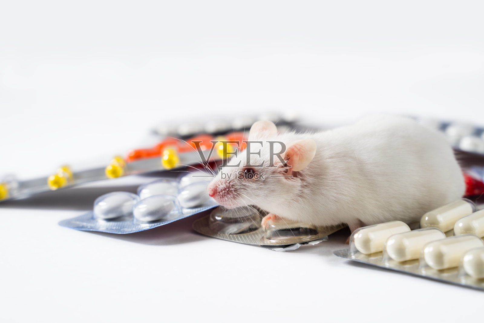 实验老鼠和白色背景的药丸照片摄影图片