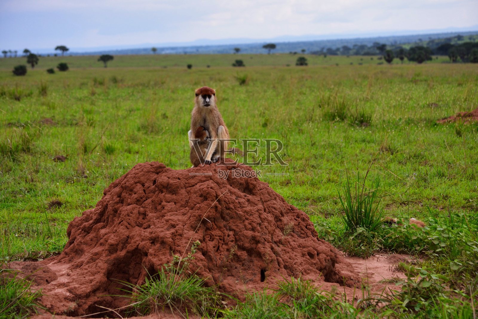 猴妈妈哺乳婴儿照片摄影图片