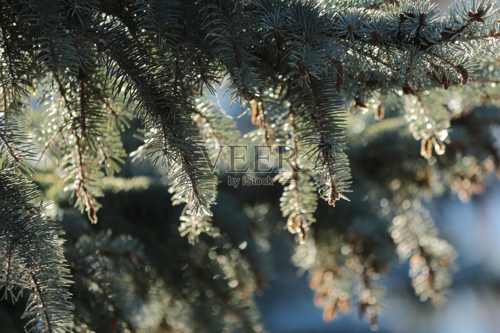 室外蓝天下柔和而神奇的阳光下，蓝色云杉的树枝。户外阳光下的蓝色云杉。圣诞树。散景效果。照片摄影图片