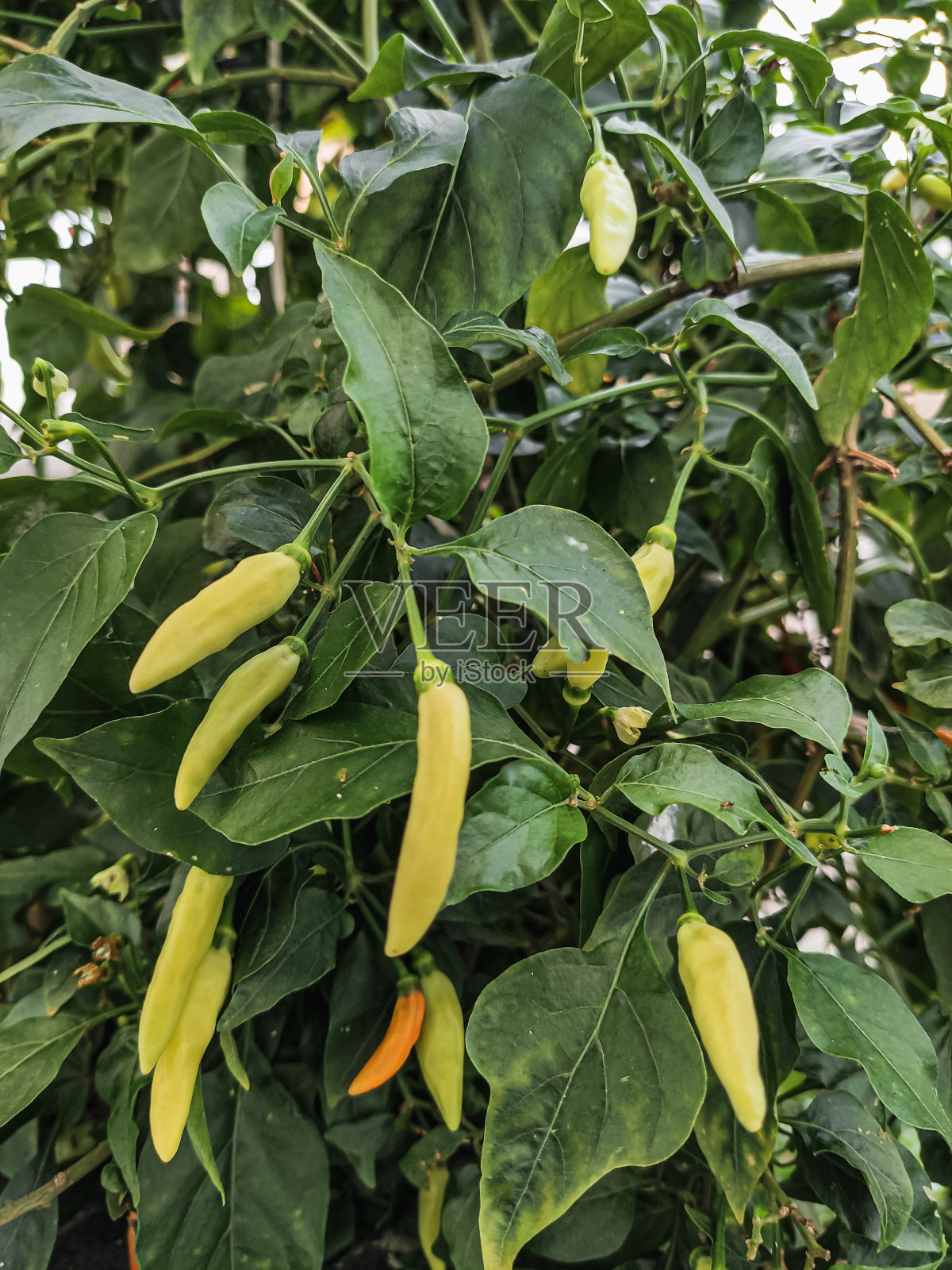 龙目岛，印尼辣味辣椒最受印尼人喜爱照片摄影图片