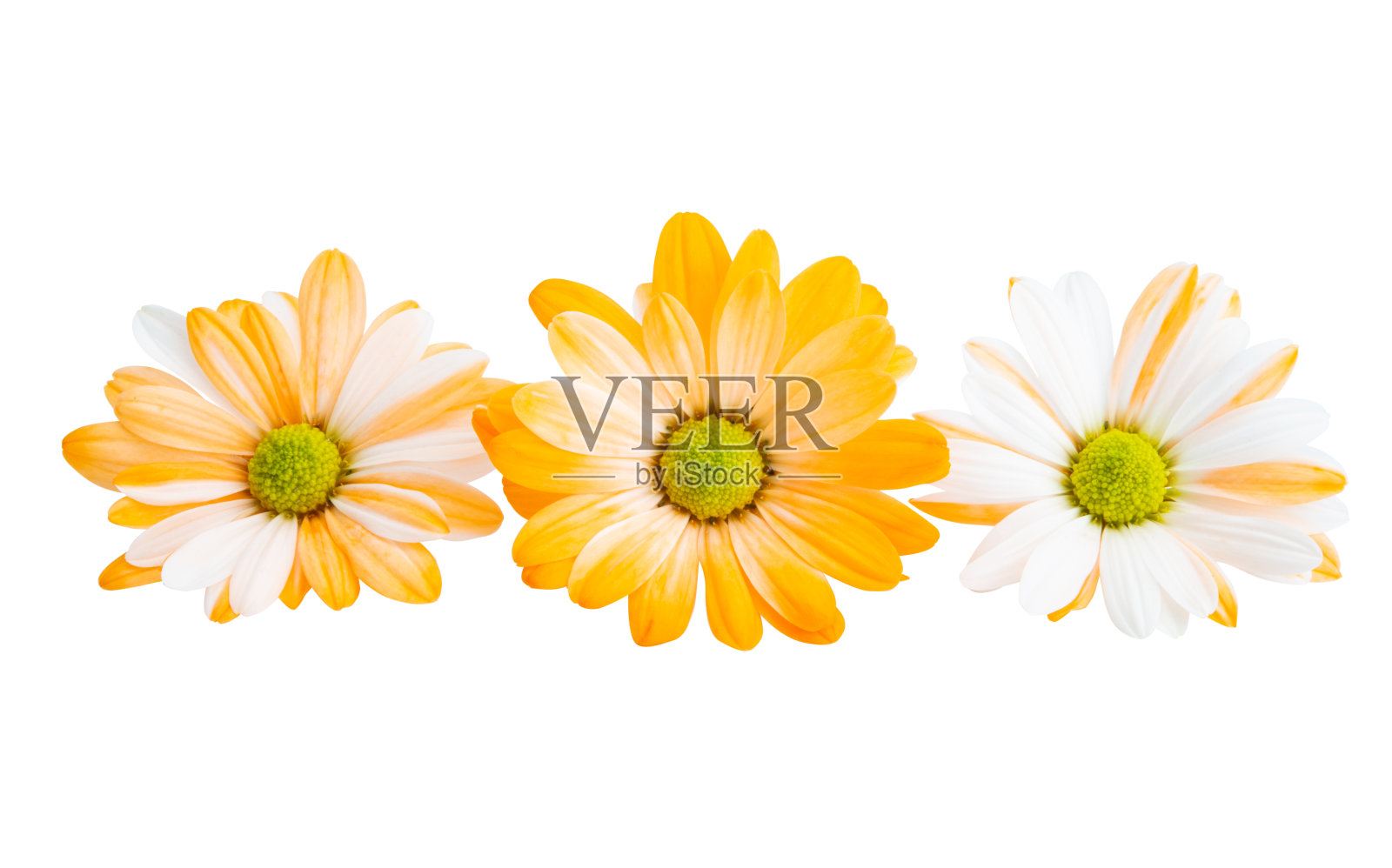 菊花孤立照片摄影图片