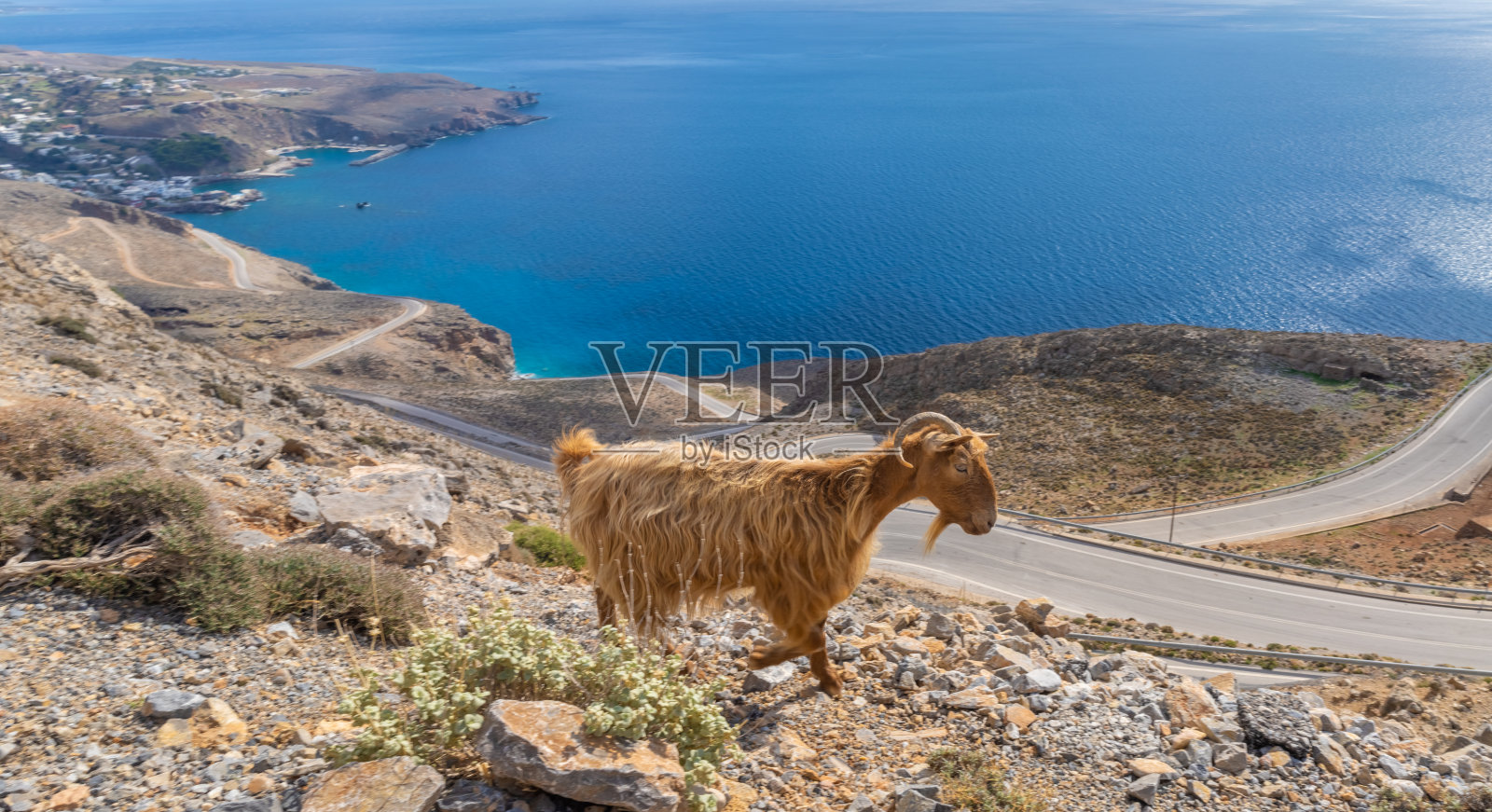 在希腊克里特岛南部的斯法基亚地区，山羊穿过陡峭而弯曲的道路，爬上海岸悬崖照片摄影图片