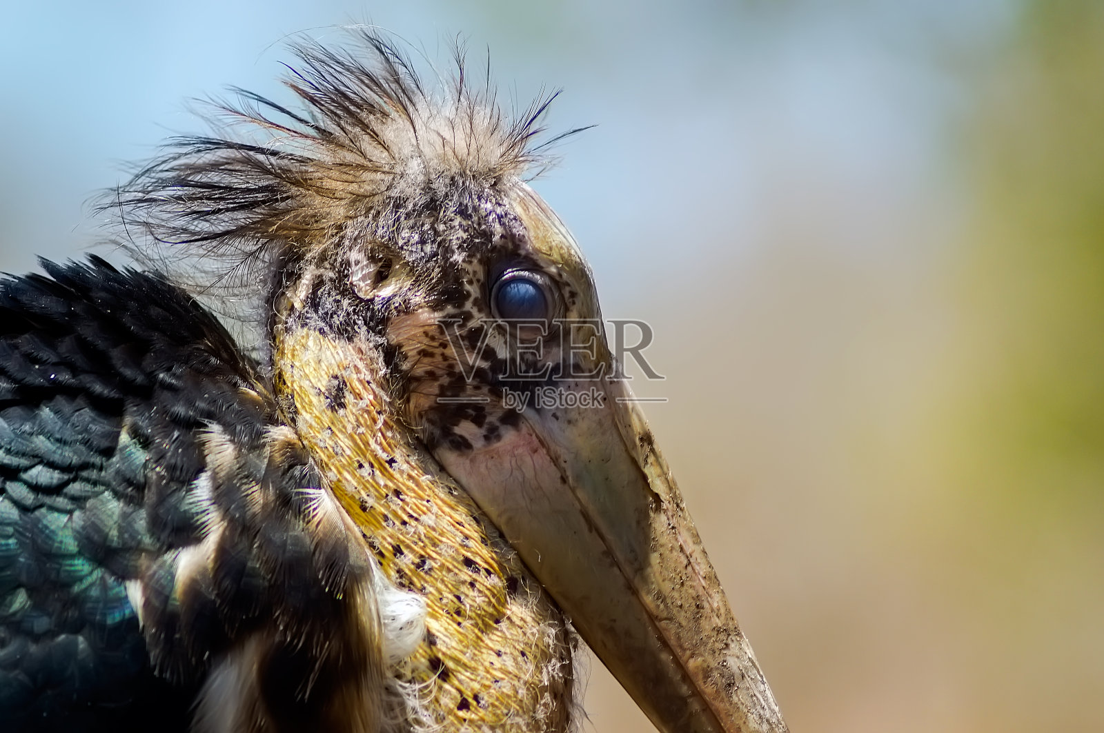 小副官是鹳科中的一种大型涉水鸟照片摄影图片