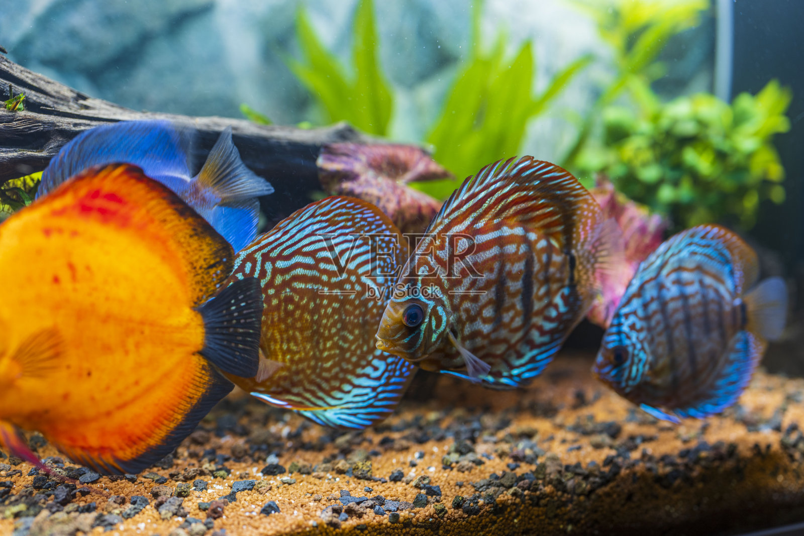 在种植鱼缸中游泳的铁饼鱼的观点。热带鱼类。美丽的自然背景。爱好的概念。照片摄影图片