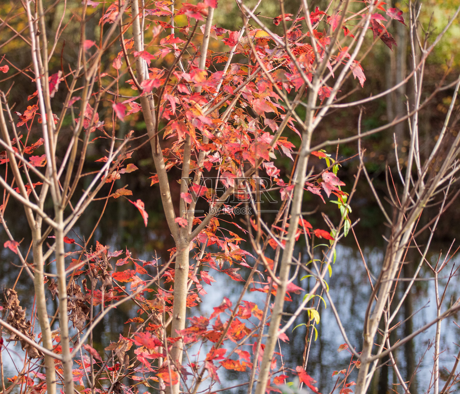 秋天的颜色照片摄影图片