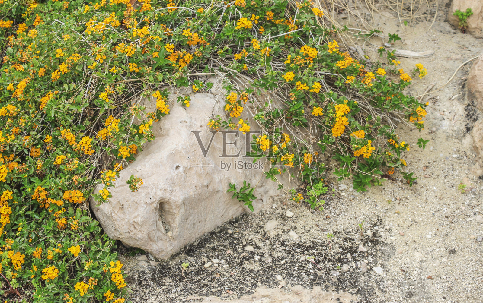 沙漠中的黄花照片摄影图片