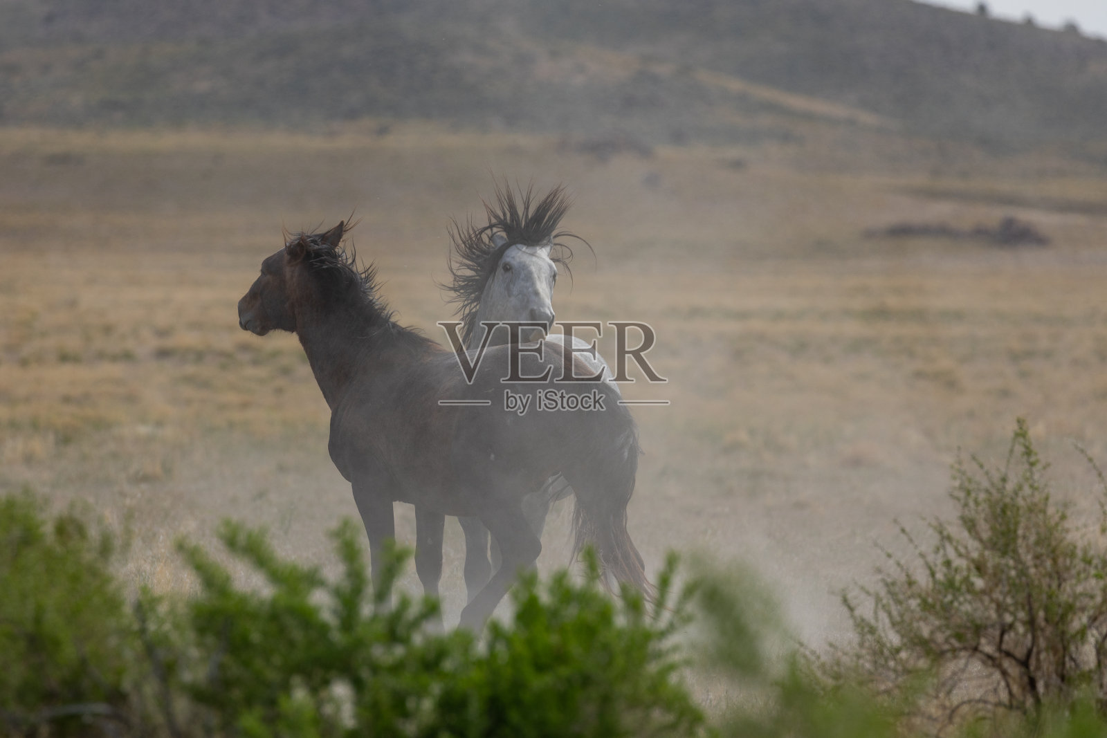 野马种马战斗照片摄影图片