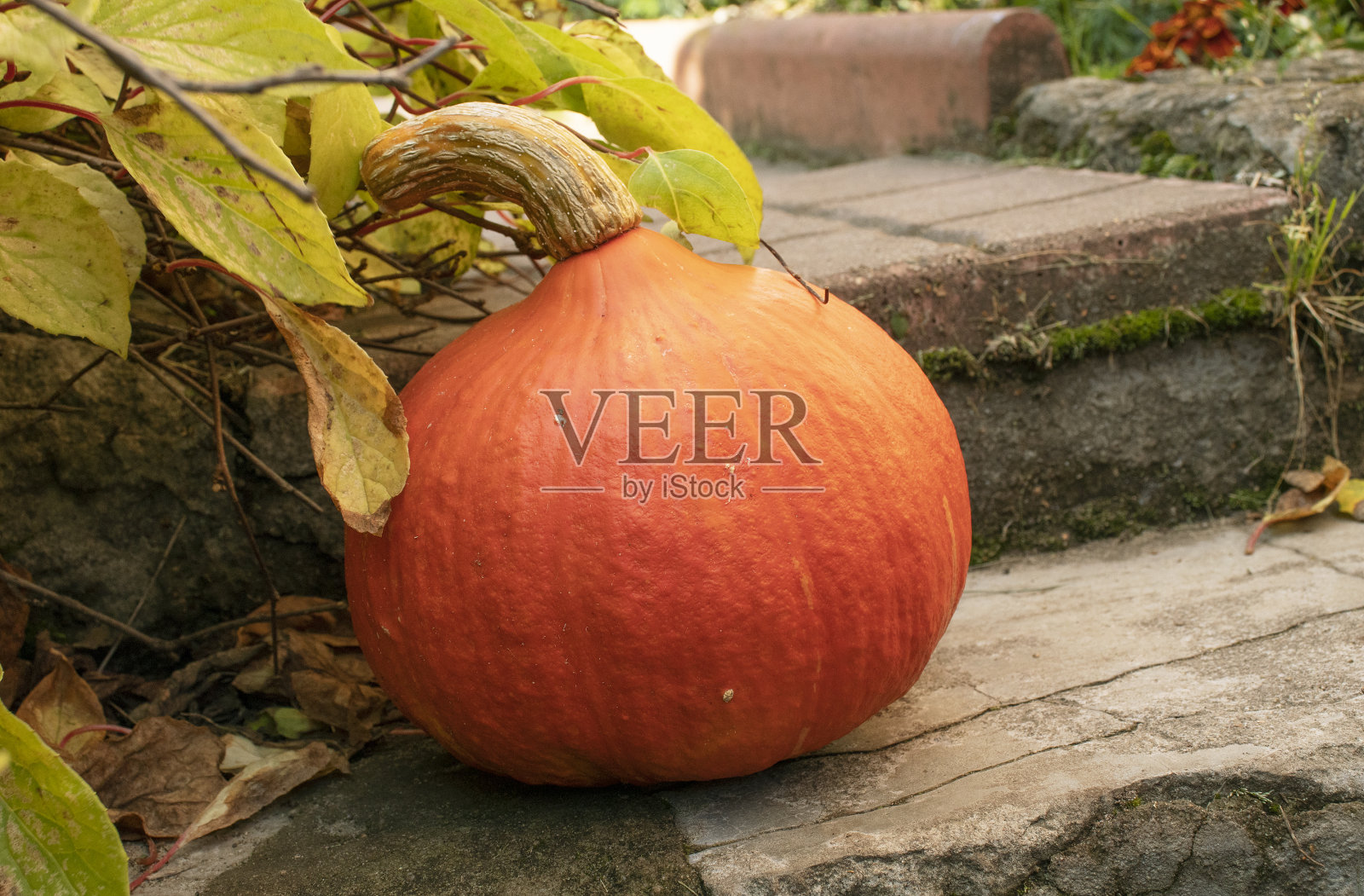 橙色的南瓜在花园小径上照片摄影图片