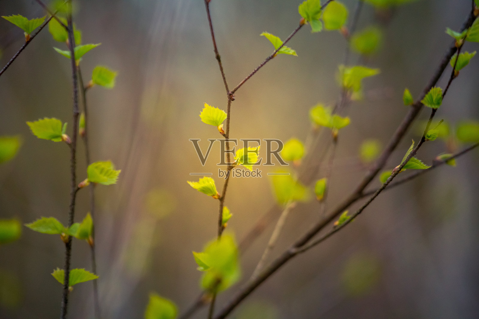 一棵美丽的、新鲜的、绿色的桦树在春天的一天叶子。照片摄影图片