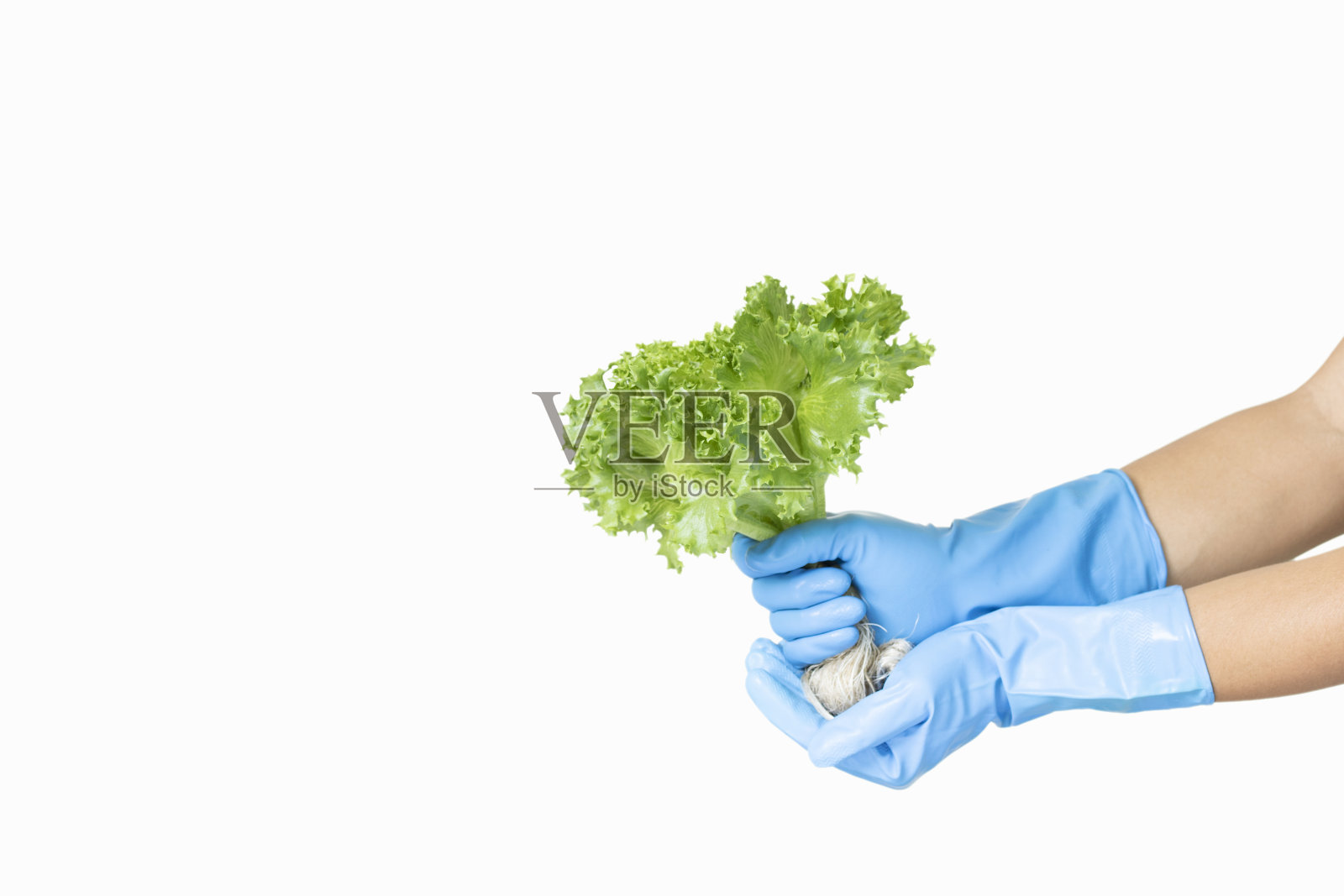 有机蔬菜在手工农民收获植物上种植农业原料分离白底剪切路径照片摄影图片