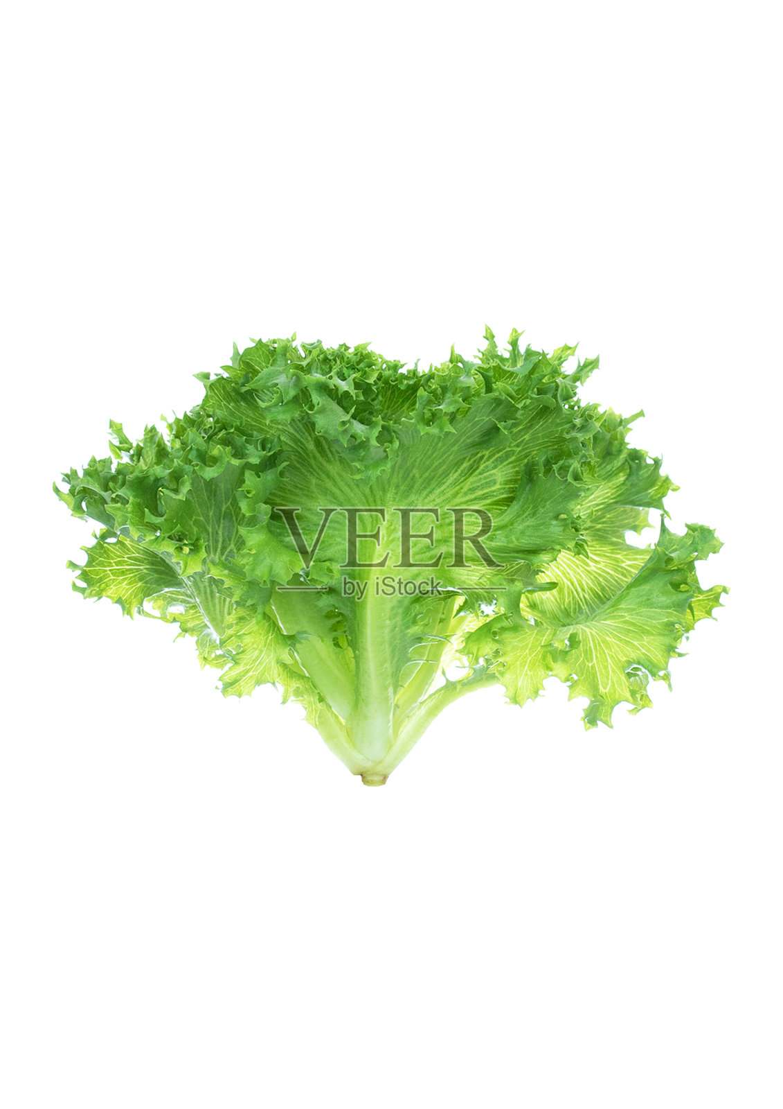 蔬菜粉底冰山植物原料超级食品隔离白底剪切路径照片摄影图片