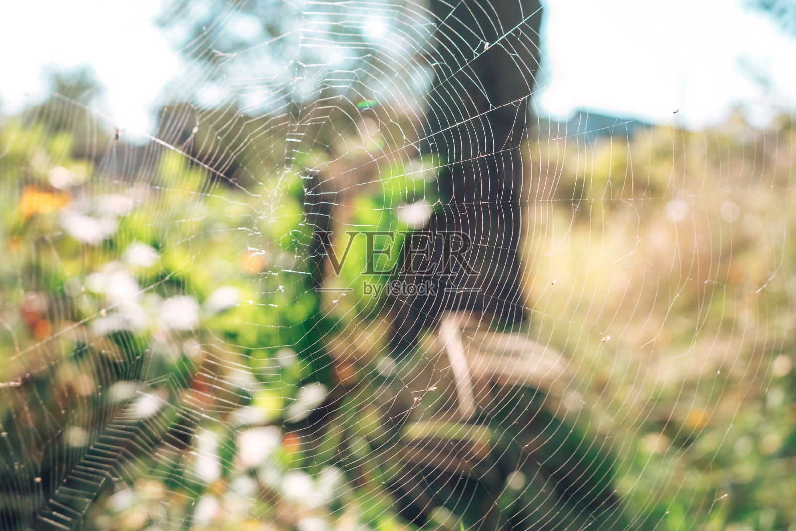自然背景下的蜘蛛网或蜘蛛网。照片摄影图片