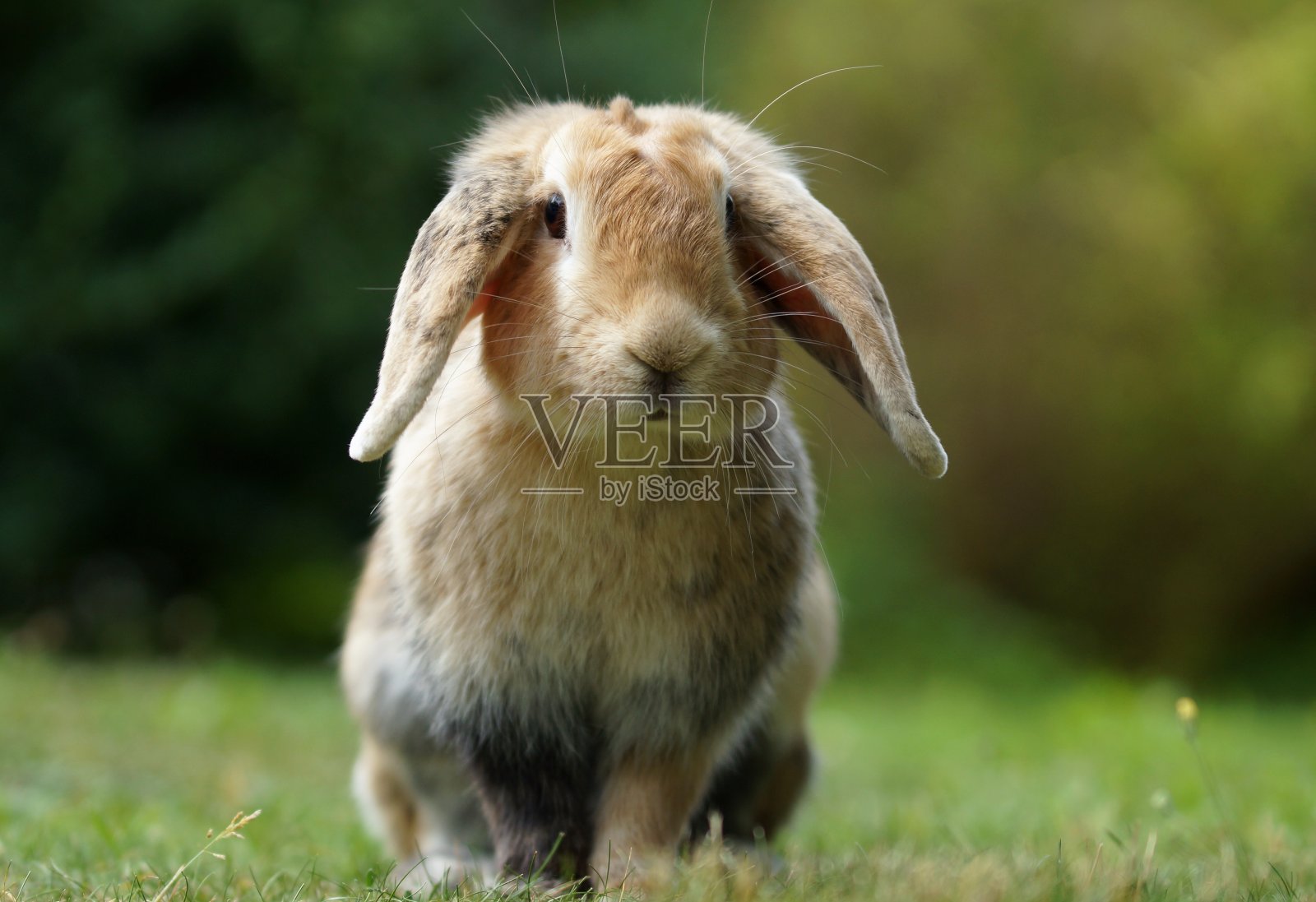 花园里的矮公兔照片摄影图片