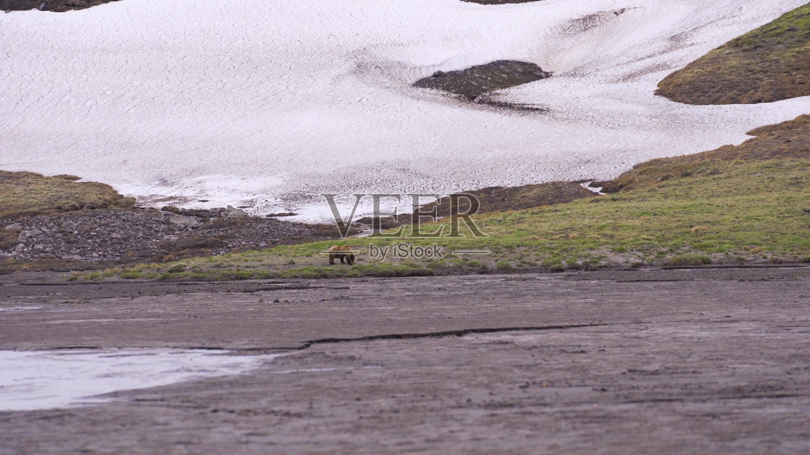 棕熊走在远处的空地上。这是寒冷和下雪。照片摄影图片