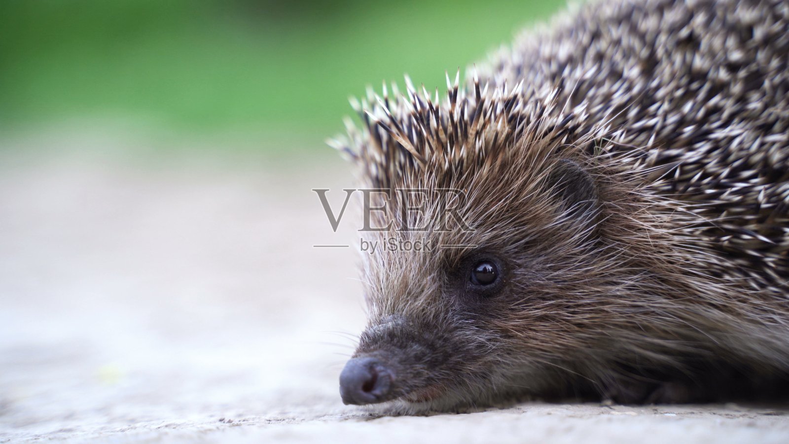 绿草里的刺猬走了或爬了。照片摄影图片