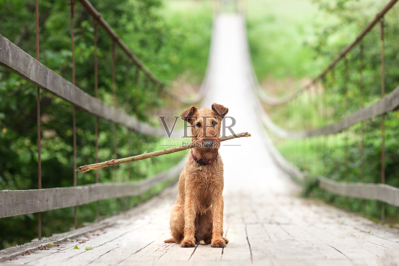 一只爱尔兰梗坐在桥上，手里拿着一根棍子照片摄影图片