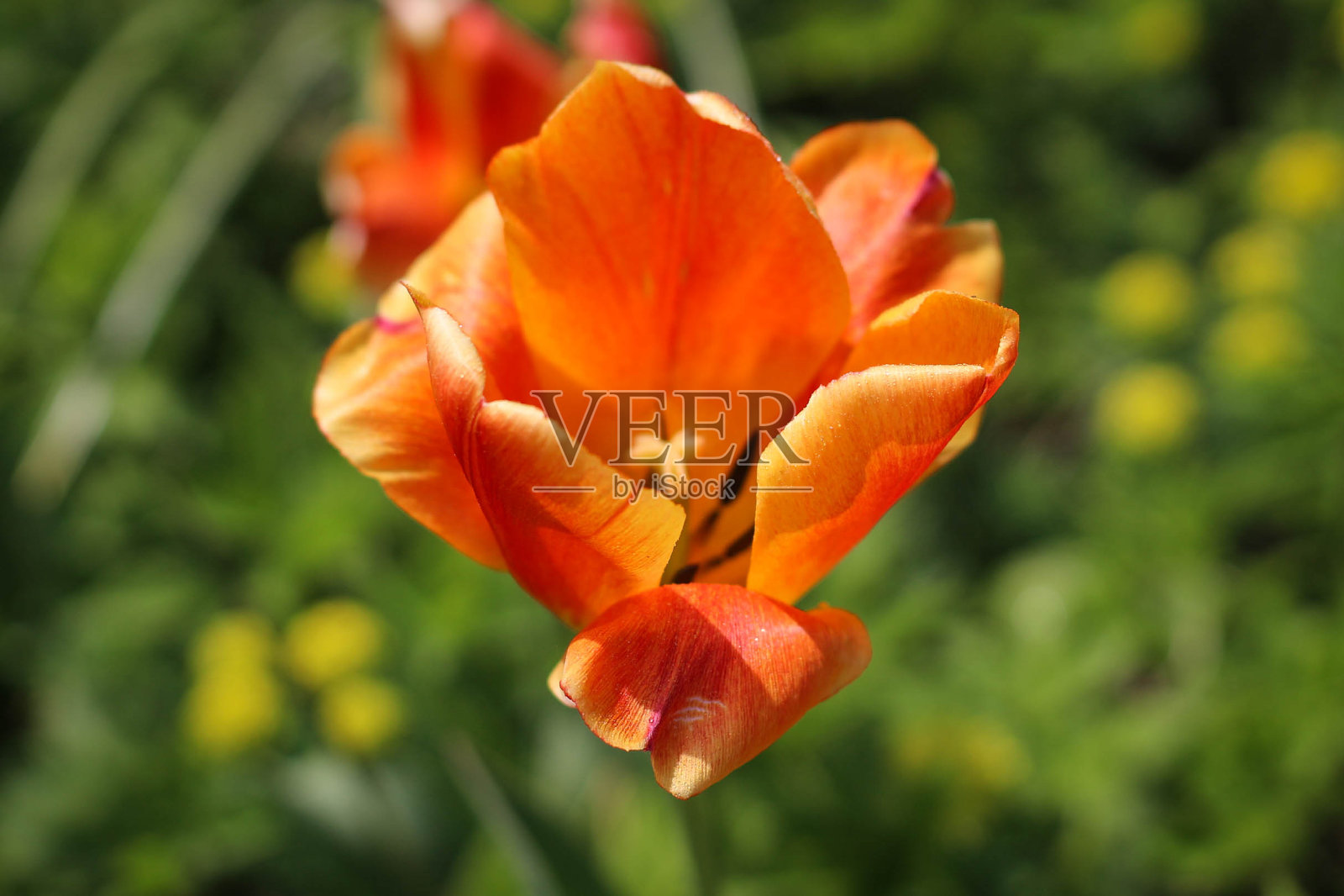 被太阳照亮的郁金香的特写。照片摄影图片