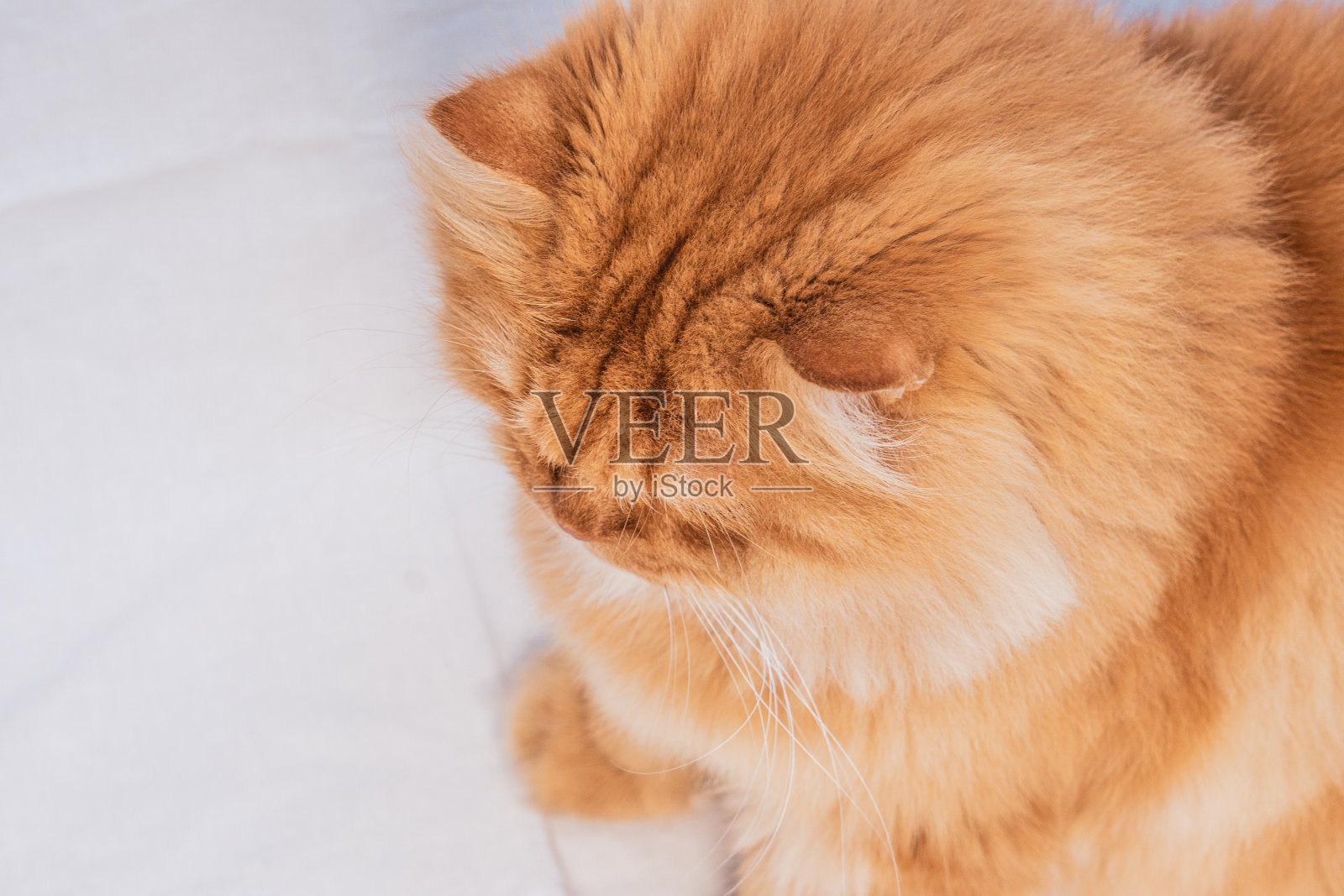 一个美丽的金色波斯猫的顶视图。动物爱好者的概念。照片摄影图片