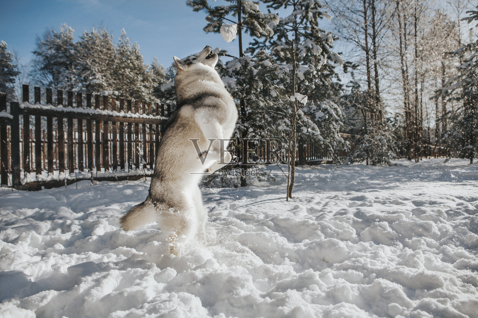 哈士奇狗抓雪球照片摄影图片