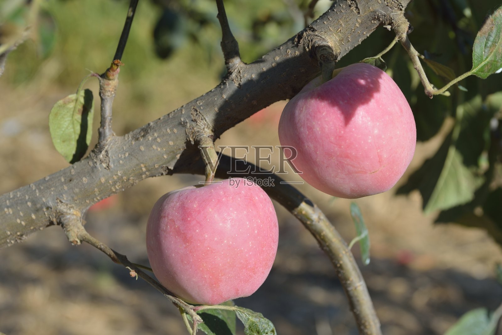 苹果园丰收照片摄影图片