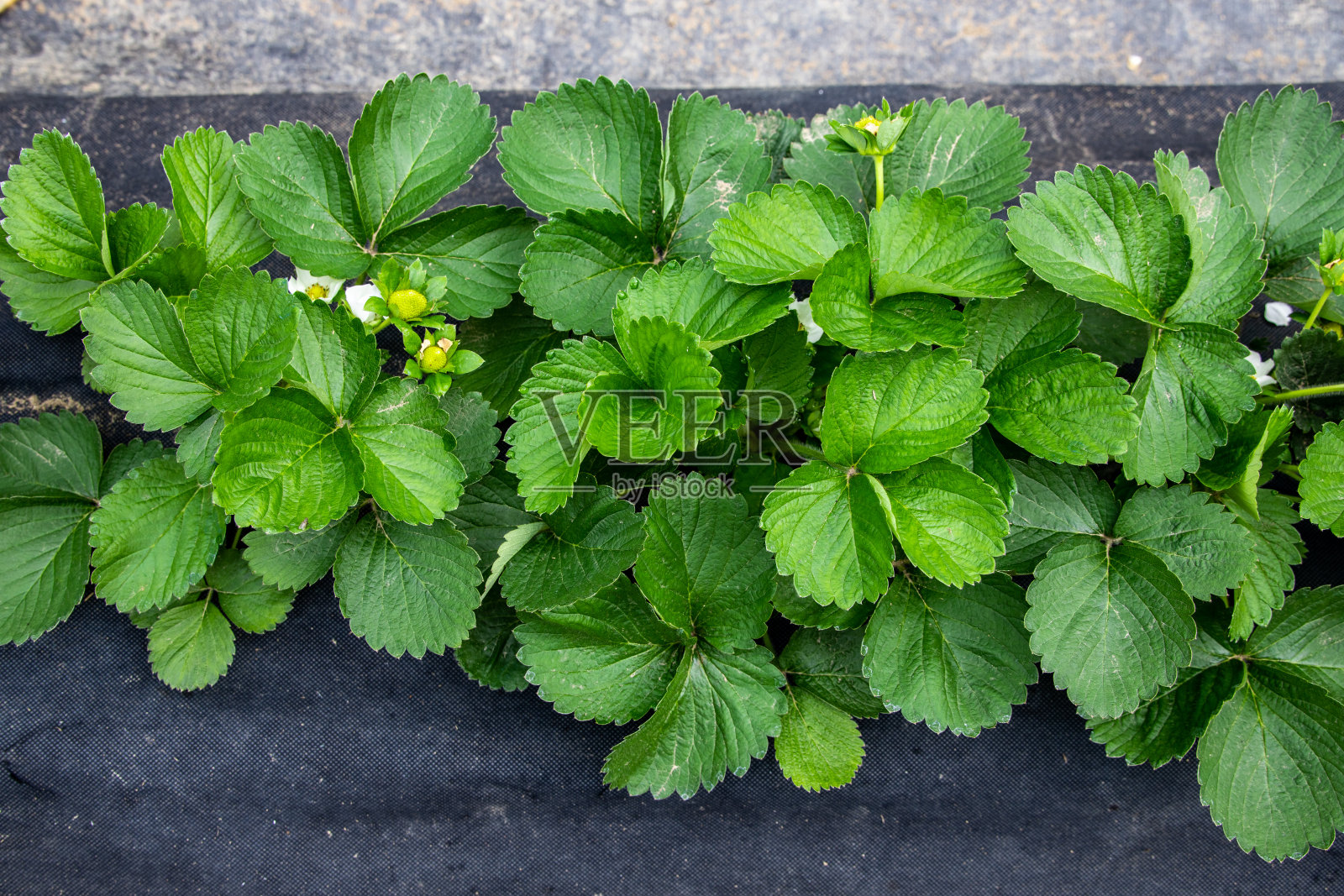 温室里的草莓。照片摄影图片