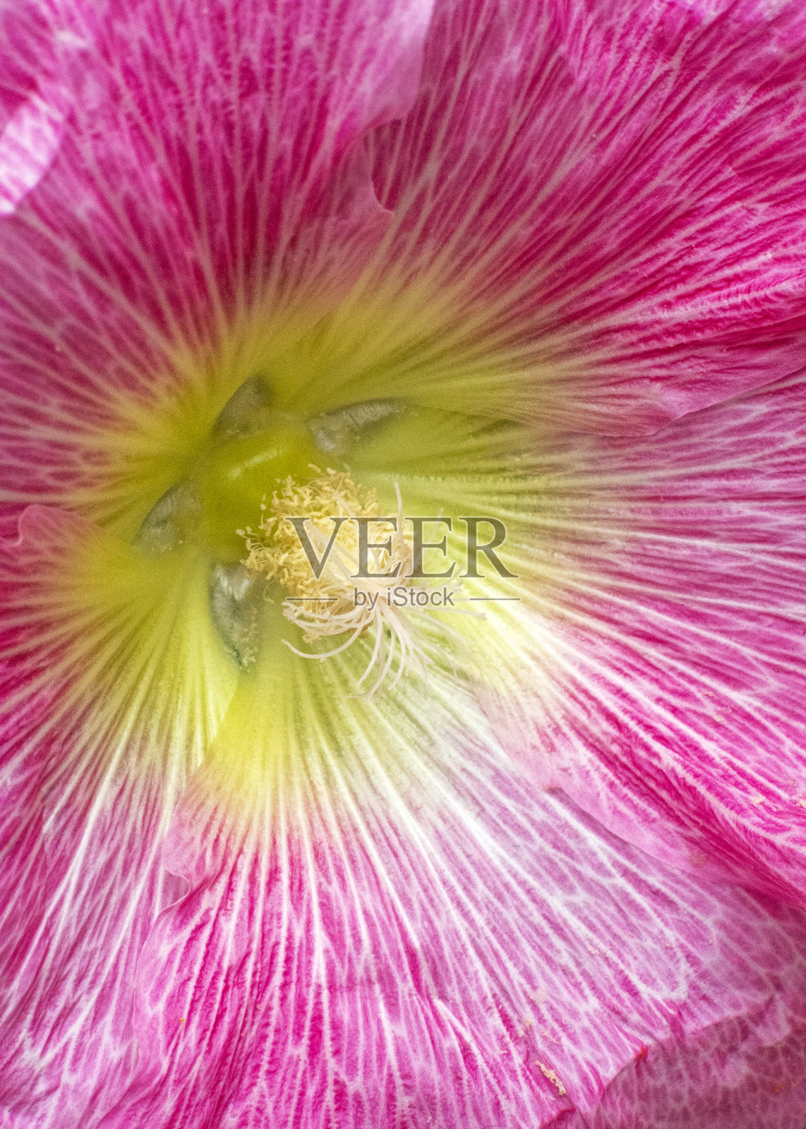 Alcea rosea——普通好莱坞照片摄影图片