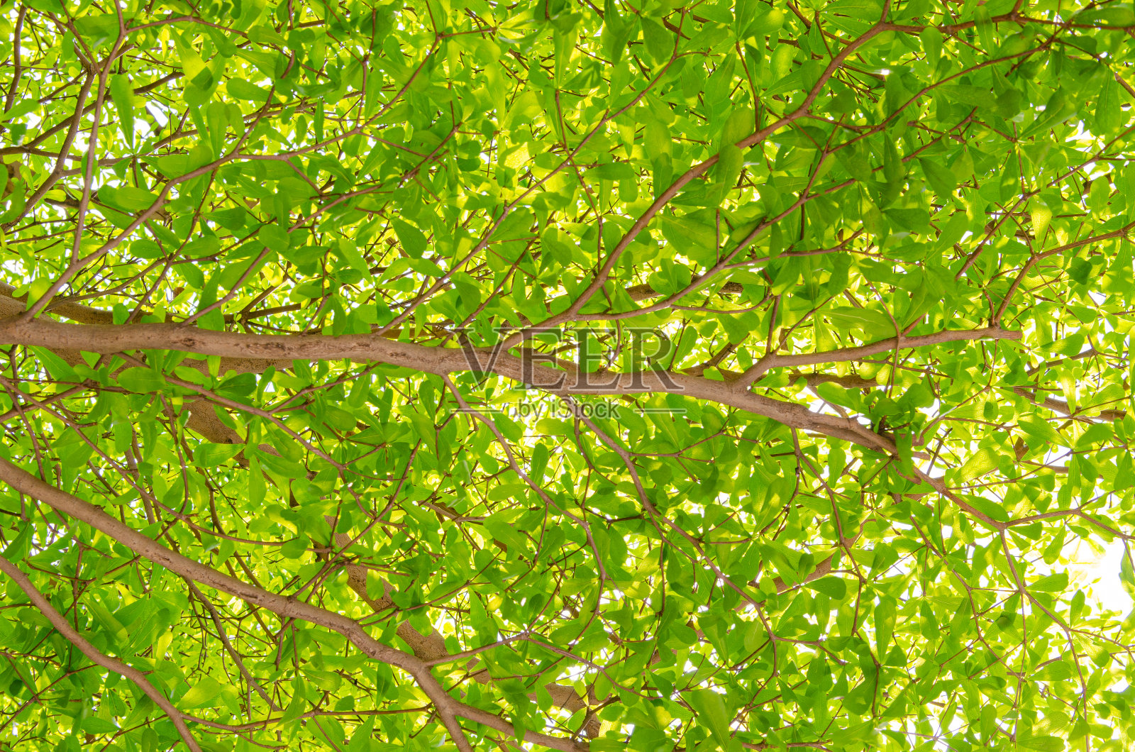 树上绿叶的背景和纹理。象牙树。照片摄影图片